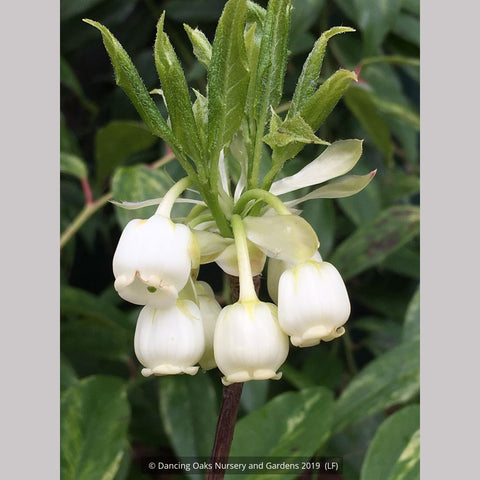 Shrubs ~ Enkianthus serrulatus, White Bell Enkianthus ~ Dancing Oaks Nursery and Gardens ~ Retail Nursery ~ Mail Order Nursery