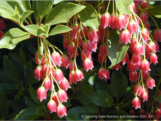 Shrubs ~ Enkianthus campanulatus 'Showy Lantern', Redvein Enkianthus ~ Dancing Oaks Nursery and Gardens ~ Retail Nursery ~ Mail Order Nursery