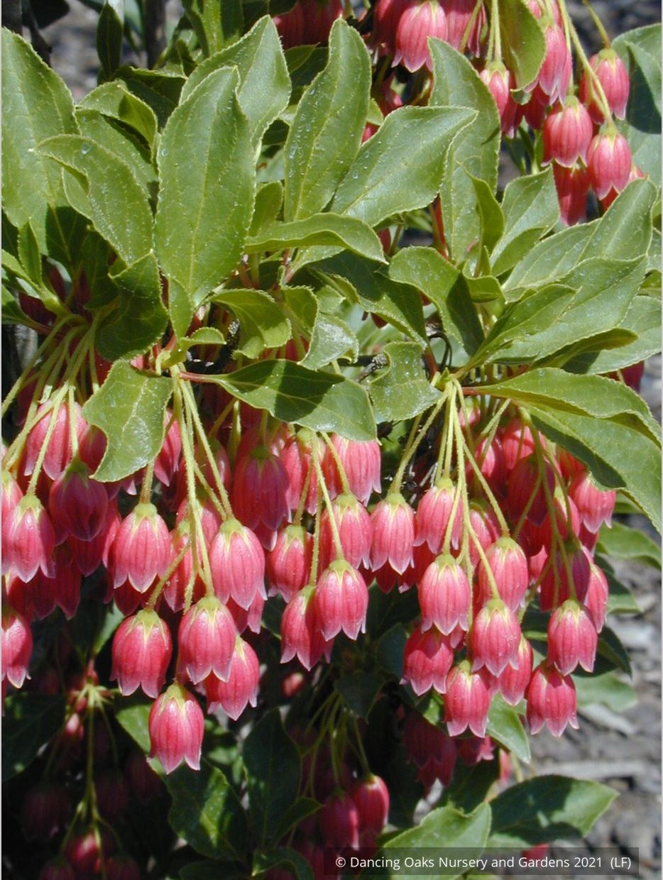 Shrubs ~ Enkianthus campanulatus 'Showy Lantern', Redvein Enkianthus ~ Dancing Oaks Nursery and Gardens ~ Retail Nursery ~ Mail Order Nursery