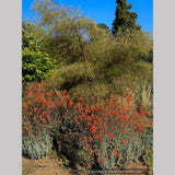 Perennials ~ Epilobium (syn Zauschneria) canum 'Catalina', California Fuchsia or Hummingbird Trumpet ~ Dancing Oaks Nursery and Gardens ~ Retail Nursery ~ Mail Order Nursery