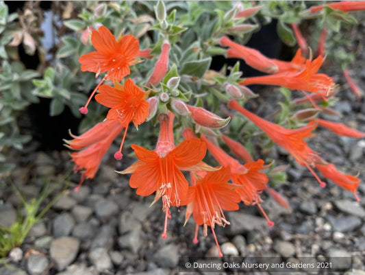 Perennials ~ Epilobium (syn Zauschneria) canum 'Cloverdale', California Fuchsia or Hummingbird Trumpet ~ Dancing Oaks Nursery and Gardens ~ Retail Nursery ~ Mail Order Nursery