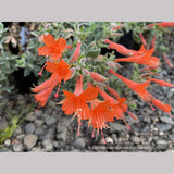 Perennials ~ Epilobium (syn Zauschneria) canum 'Cloverdale', California Fuchsia or Hummingbird Trumpet ~ Dancing Oaks Nursery and Gardens ~ Retail Nursery ~ Mail Order Nursery