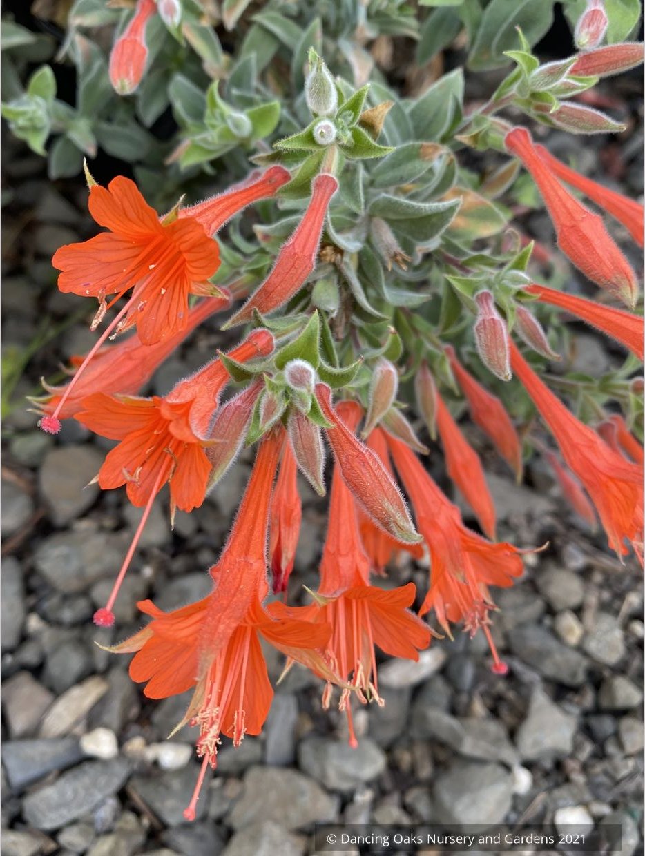 Perennials ~ Epilobium (syn Zauschneria) canum 'Cloverdale', California Fuchsia or Hummingbird Trumpet ~ Dancing Oaks Nursery and Gardens ~ Retail Nursery ~ Mail Order Nursery