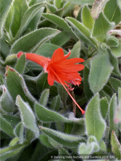 Perennials ~ Epilobium (syn Zauschneria) 'Everett's Choice', California Fuchsia ~ Dancing Oaks Nursery and Gardens ~ Retail Nursery ~ Mail Order Nursery