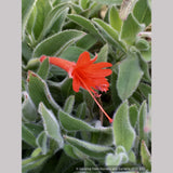 Perennials ~ Epilobium (syn Zauschneria) 'Everett's Choice', California Fuchsia ~ Dancing Oaks Nursery and Gardens ~ Retail Nursery ~ Mail Order Nursery