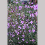 Perennials ~ Chamaenerion fleischeri (syn. Epilobium fleischeri), Dwarf Fireweed or Alpine Willowherb ~ Dancing Oaks Nursery and Gardens ~ Retail Nursery ~ Mail Order Nursery