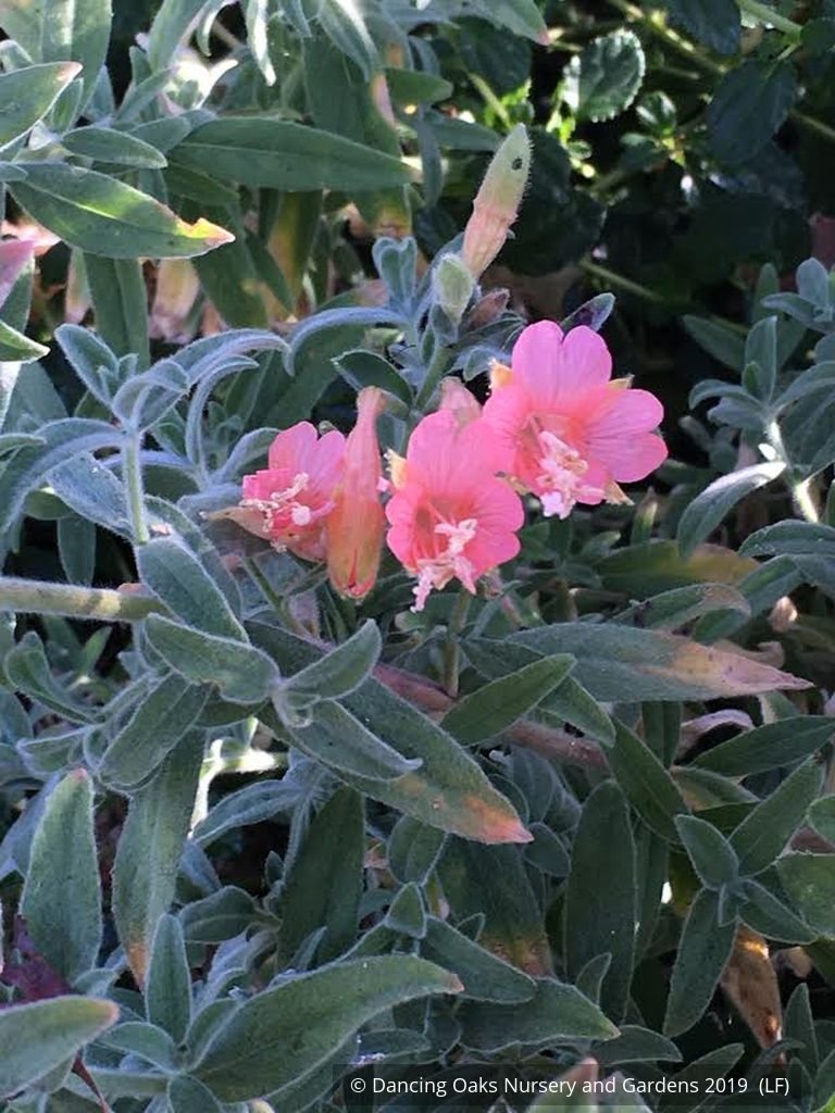 Perennials ~ Epilobium (syn Zauschneria) canum 'Marin Pink', Hummingbird Trumpet or California Fuchsia ~ Dancing Oaks Nursery and Gardens ~ Retail Nursery ~ Mail Order Nursery
