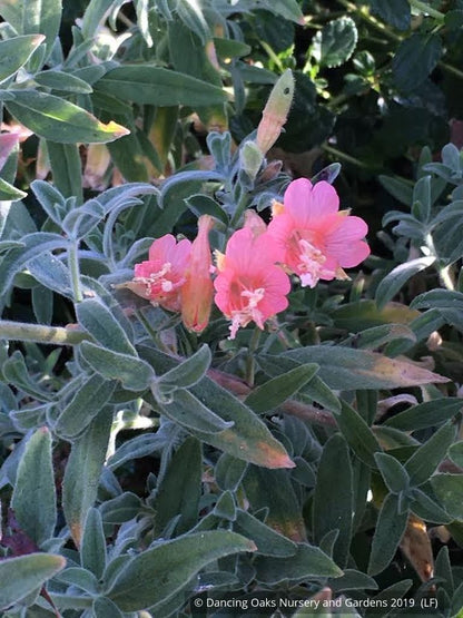 Perennials ~ Epilobium (syn Zauschneria) canum 'Marin Pink', Hummingbird Trumpet or California Fuchsia ~ Dancing Oaks Nursery and Gardens ~ Retail Nursery ~ Mail Order Nursery