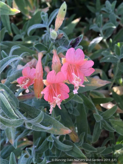 Perennials ~ Epilobium (syn Zauschneria) canum 'Marin Pink', Hummingbird Trumpet or California Fuchsia ~ Dancing Oaks Nursery and Gardens ~ Retail Nursery ~ Mail Order Nursery