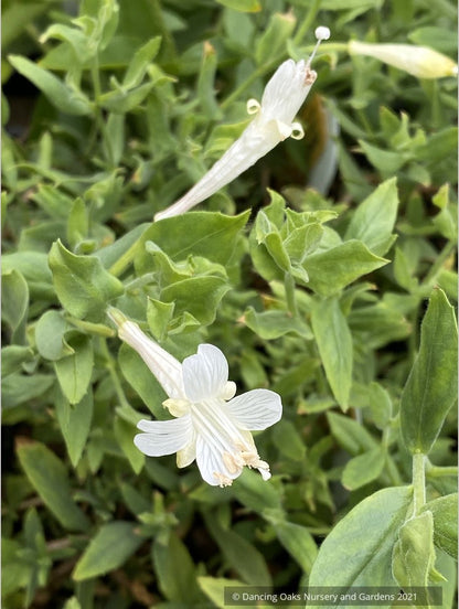 Perennials ~ Epilobium (syn. Zauschneria)canum 'Summer Snow', California Fuchsia or Hummingbird Trumpet ~ Dancing Oaks Nursery and Gardens ~ Retail Nursery ~ Mail Order Nursery