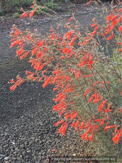 Perennials ~ Epilobium (syn Zauschneria) canum 'Catalina', California Fuchsia or Hummingbird Trumpet ~ Dancing Oaks Nursery and Gardens ~ Retail Nursery ~ Mail Order Nursery
