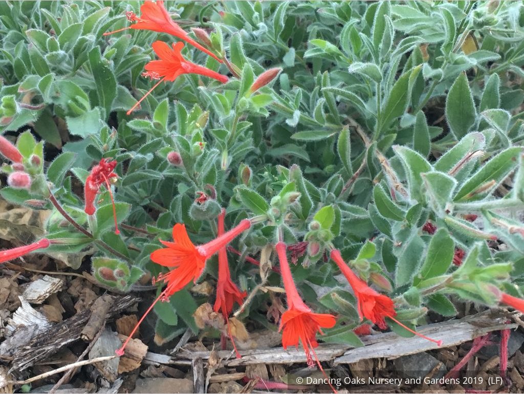 Perennials ~ Epilobium (syn Zauschneria) 'Everett's Choice', California Fuchsia ~ Dancing Oaks Nursery and Gardens ~ Retail Nursery ~ Mail Order Nursery