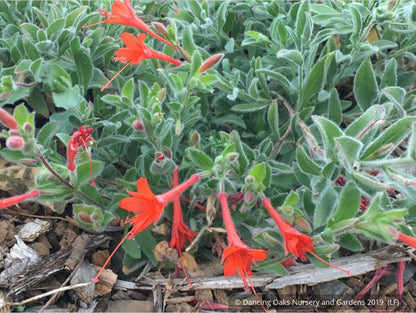 Perennials ~ Epilobium (syn Zauschneria) 'Everett's Choice', California Fuchsia ~ Dancing Oaks Nursery and Gardens ~ Retail Nursery ~ Mail Order Nursery