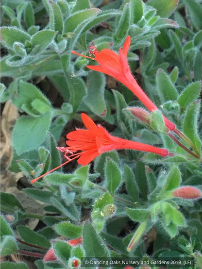 Perennials ~ Epilobium (syn Zauschneria) 'Everett's Choice', California Fuchsia ~ Dancing Oaks Nursery and Gardens ~ Retail Nursery ~ Mail Order Nursery