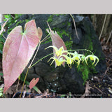 Epimedium franchetii 'Epstein Clones', Barrenwort