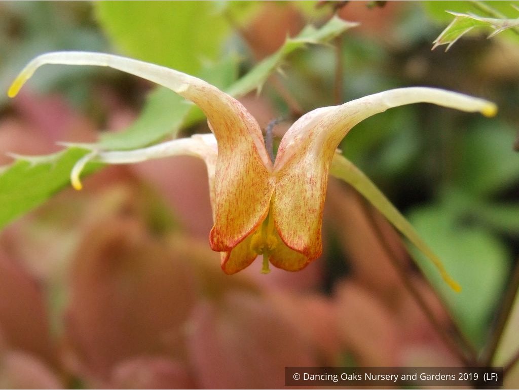 Perennials ~ Epimedium 'Amber Queen' PPAF, Barrenwort or Fairy Wings ~ Dancing Oaks Nursery and Gardens ~ Retail Nursery ~ Mail Order Nursery