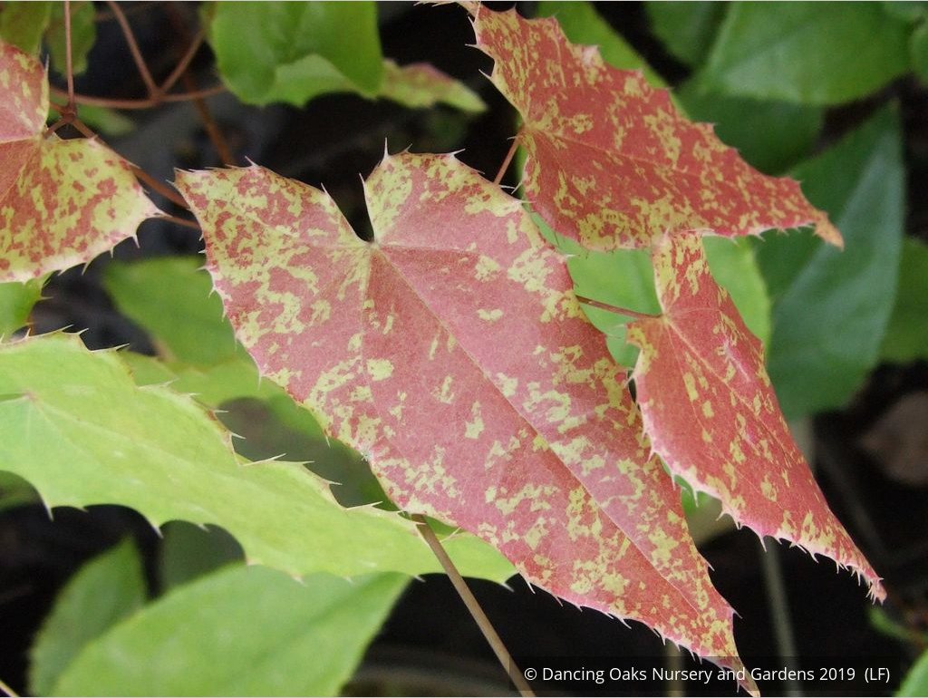 Perennials ~ Epimedium 'Amber Queen' PPAF, Barrenwort or Fairy Wings ~ Dancing Oaks Nursery and Gardens ~ Retail Nursery ~ Mail Order Nursery