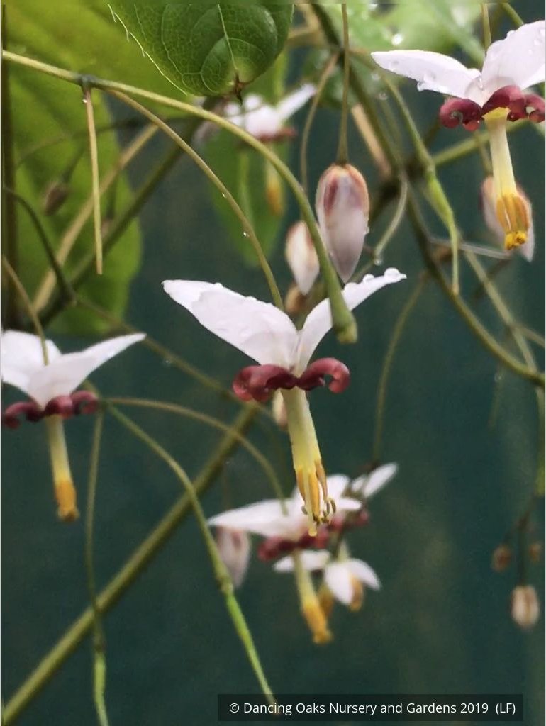 Perennials ~ Epimedium dolichostemon, Barrenwort ~ Dancing Oaks Nursery and Gardens ~ Retail Nursery ~ Mail Order Nursery