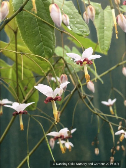 Perennials ~ Epimedium dolichostemon, Barrenwort ~ Dancing Oaks Nursery and Gardens ~ Retail Nursery ~ Mail Order Nursery