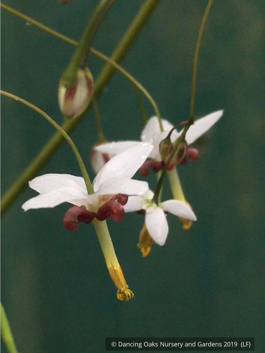 Perennials ~ Epimedium dolichostemon, Barrenwort ~ Dancing Oaks Nursery and Gardens ~ Retail Nursery ~ Mail Order Nursery