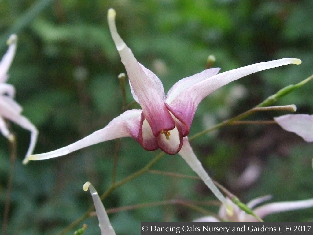 Perennials ~ Epimedium 'Domino', Domino Fairy Wings or Barrenwort ~ Dancing Oaks Nursery and Gardens ~ Retail Nursery ~ Mail Order Nursery