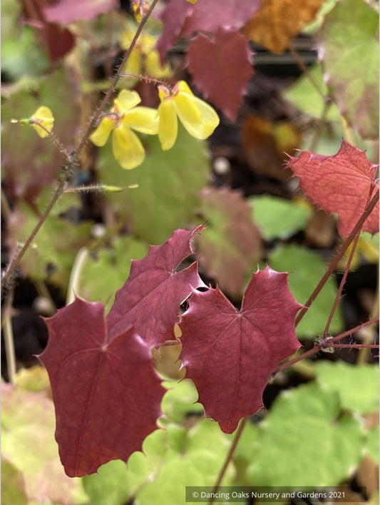 Perennials ~ Epimedium ecalcaratum, Barrenwort, Bishop's Hat ~ Dancing Oaks Nursery and Gardens ~ Retail Nursery ~ Mail Order Nursery