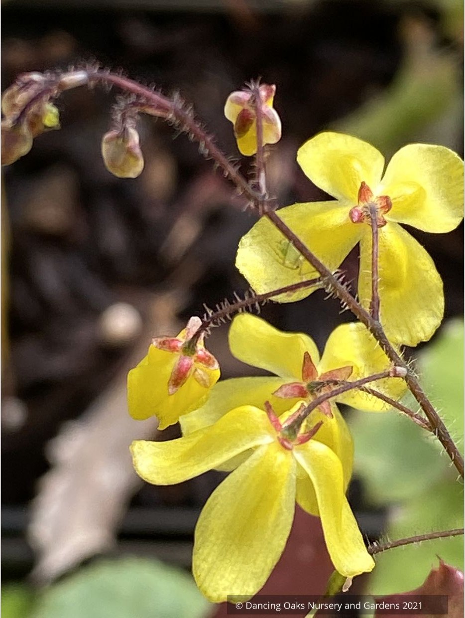 Perennials ~ Epimedium ecalcaratum, Barrenwort, Bishop's Hat ~ Dancing Oaks Nursery and Gardens ~ Retail Nursery ~ Mail Order Nursery