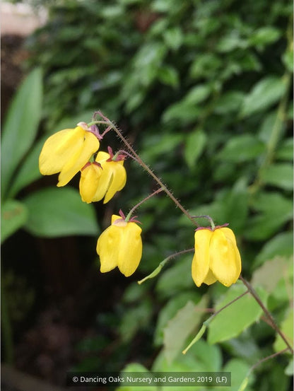 Perennials ~ Epimedium x 'Lemon Zest', Barrenwort ~ Dancing Oaks Nursery and Gardens ~ Retail Nursery ~ Mail Order Nursery