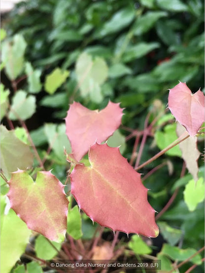 Perennials ~ Epimedium x 'Lemon Zest', Barrenwort ~ Dancing Oaks Nursery and Gardens ~ Retail Nursery ~ Mail Order Nursery