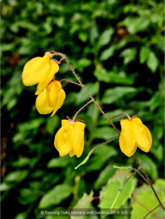 Perennials ~ Epimedium x 'Lemon Zest', Barrenwort ~ Dancing Oaks Nursery and Gardens ~ Retail Nursery ~ Mail Order Nursery