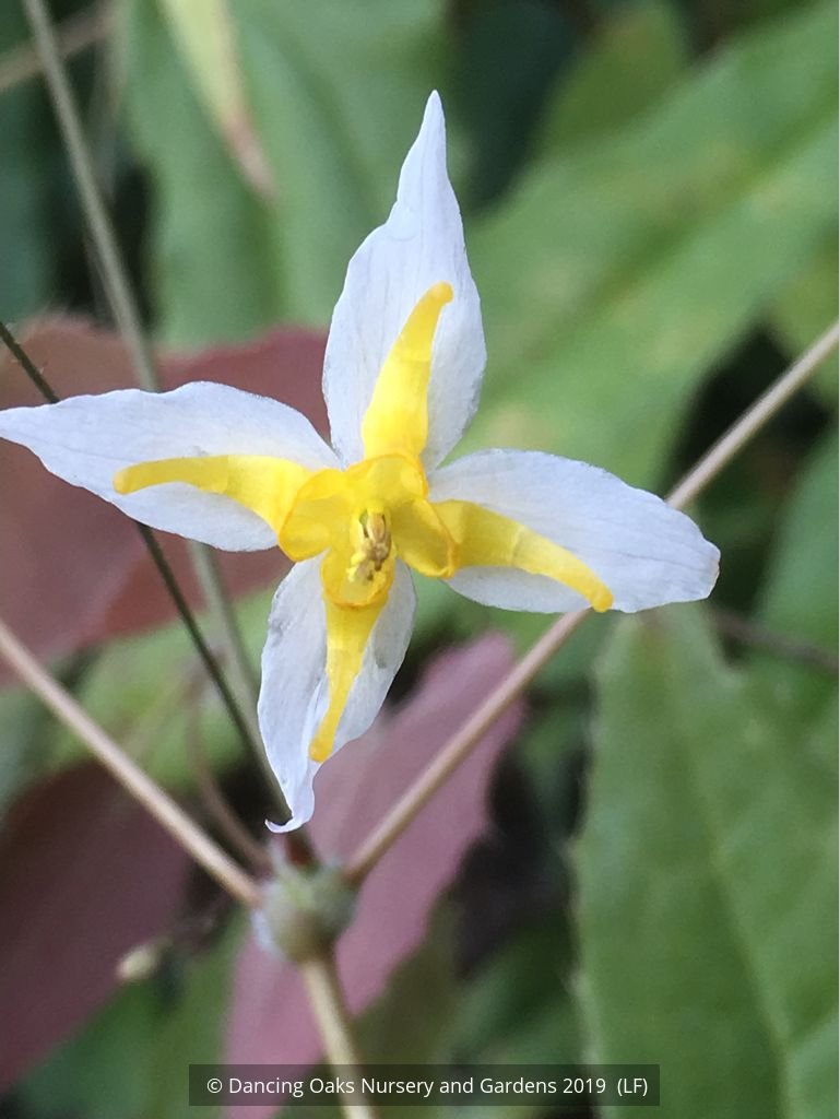 Perennials ~ Epimedium 'Mandarin Star', Barrenwort or Fairy Wings ~ Dancing Oaks Nursery and Gardens ~ Retail Nursery ~ Mail Order Nursery