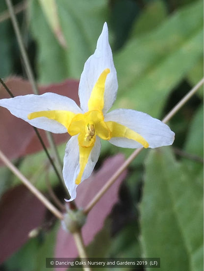 Perennials ~ Epimedium 'Mandarin Star', Barrenwort or Fairy Wings ~ Dancing Oaks Nursery and Gardens ~ Retail Nursery ~ Mail Order Nursery