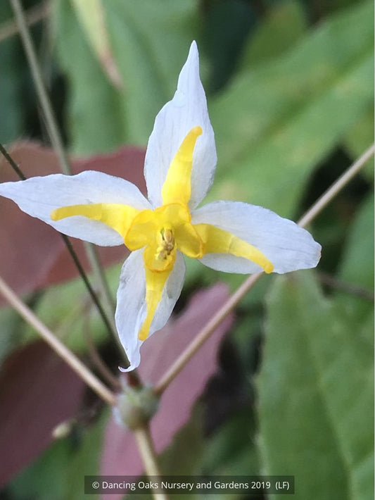 Perennials ~ Epimedium 'Mandarin Star', Barrenwort or Fairy Wings ~ Dancing Oaks Nursery and Gardens ~ Retail Nursery ~ Mail Order Nursery