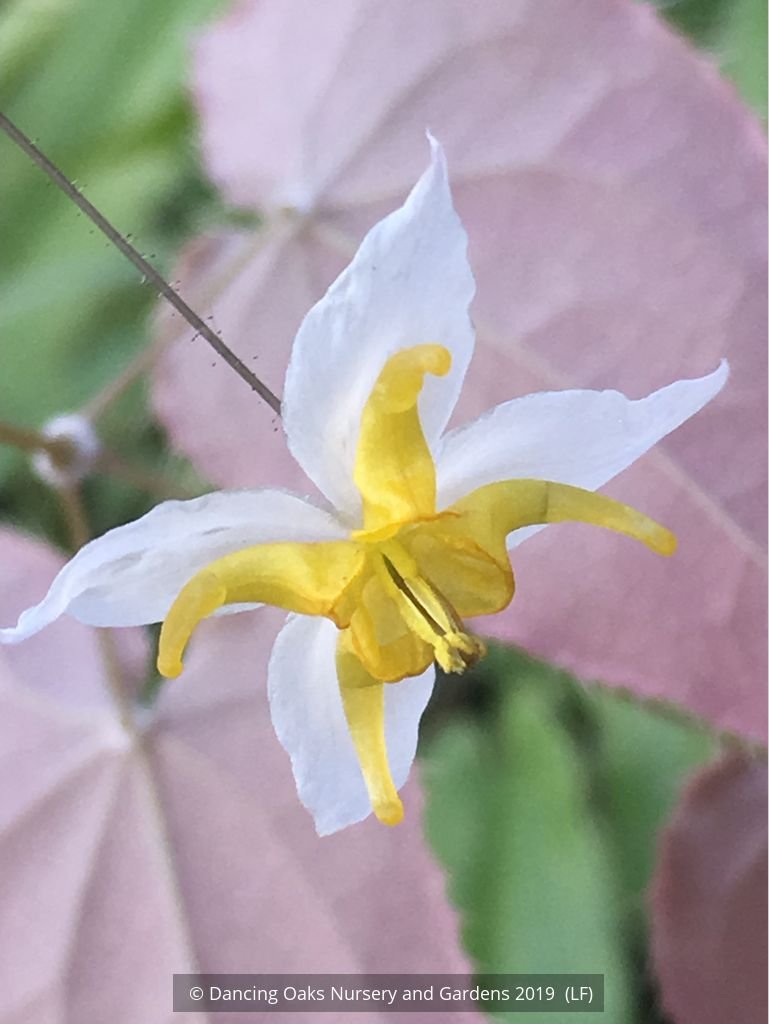 Perennials ~ Epimedium 'Mandarin Star', Barrenwort or Fairy Wings ~ Dancing Oaks Nursery and Gardens ~ Retail Nursery ~ Mail Order Nursery