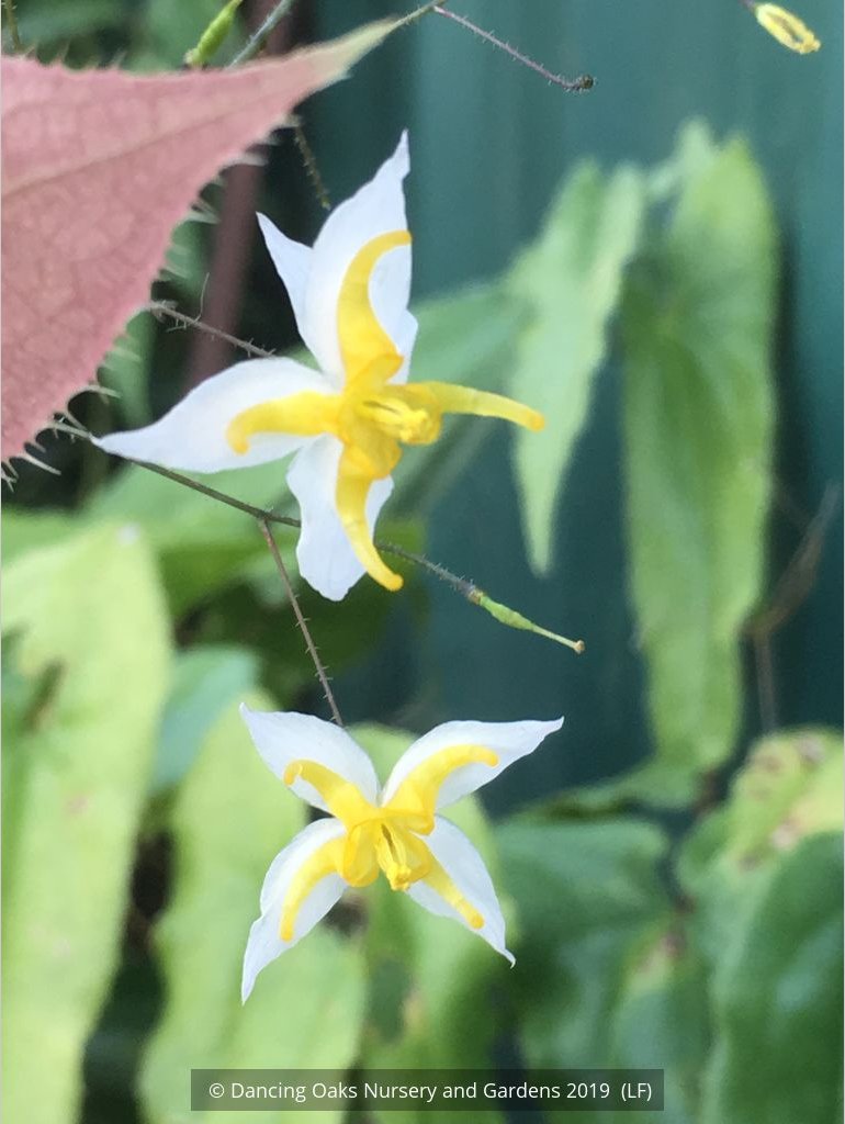 Perennials ~ Epimedium 'Mandarin Star', Barrenwort or Fairy Wings ~ Dancing Oaks Nursery and Gardens ~ Retail Nursery ~ Mail Order Nursery