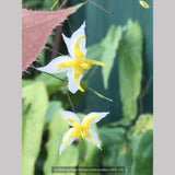 Perennials ~ Epimedium 'Mandarin Star', Barrenwort or Fairy Wings ~ Dancing Oaks Nursery and Gardens ~ Retail Nursery ~ Mail Order Nursery