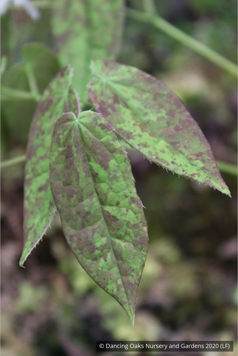 Perennials ~ Epimedium ogisui, Ogisu's Fairy Wings ~ Dancing Oaks Nursery and Gardens ~ Retail Nursery ~ Mail Order Nursery