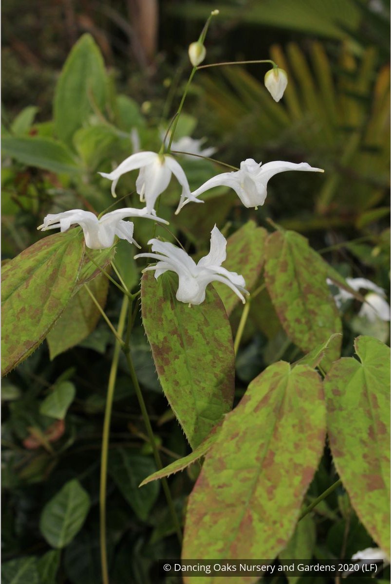 Perennials ~ Epimedium ogisui, Ogisu's Fairy Wings ~ Dancing Oaks Nursery and Gardens ~ Retail Nursery ~ Mail Order Nursery