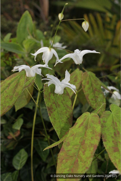 Perennials ~ Epimedium ogisui, Ogisu's Fairy Wings ~ Dancing Oaks Nursery and Gardens ~ Retail Nursery ~ Mail Order Nursery