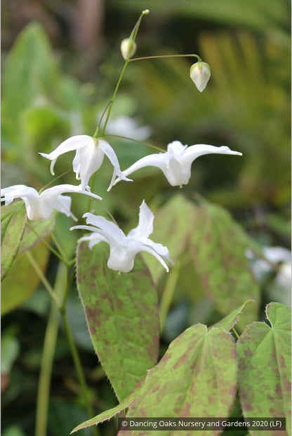 Perennials ~ Epimedium ogisui, Ogisu's Fairy Wings ~ Dancing Oaks Nursery and Gardens ~ Retail Nursery ~ Mail Order Nursery
