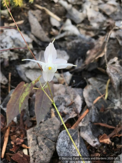 Perennials ~ Epimedium ogisui, Ogisu's Fairy Wings ~ Dancing Oaks Nursery and Gardens ~ Retail Nursery ~ Mail Order Nursery