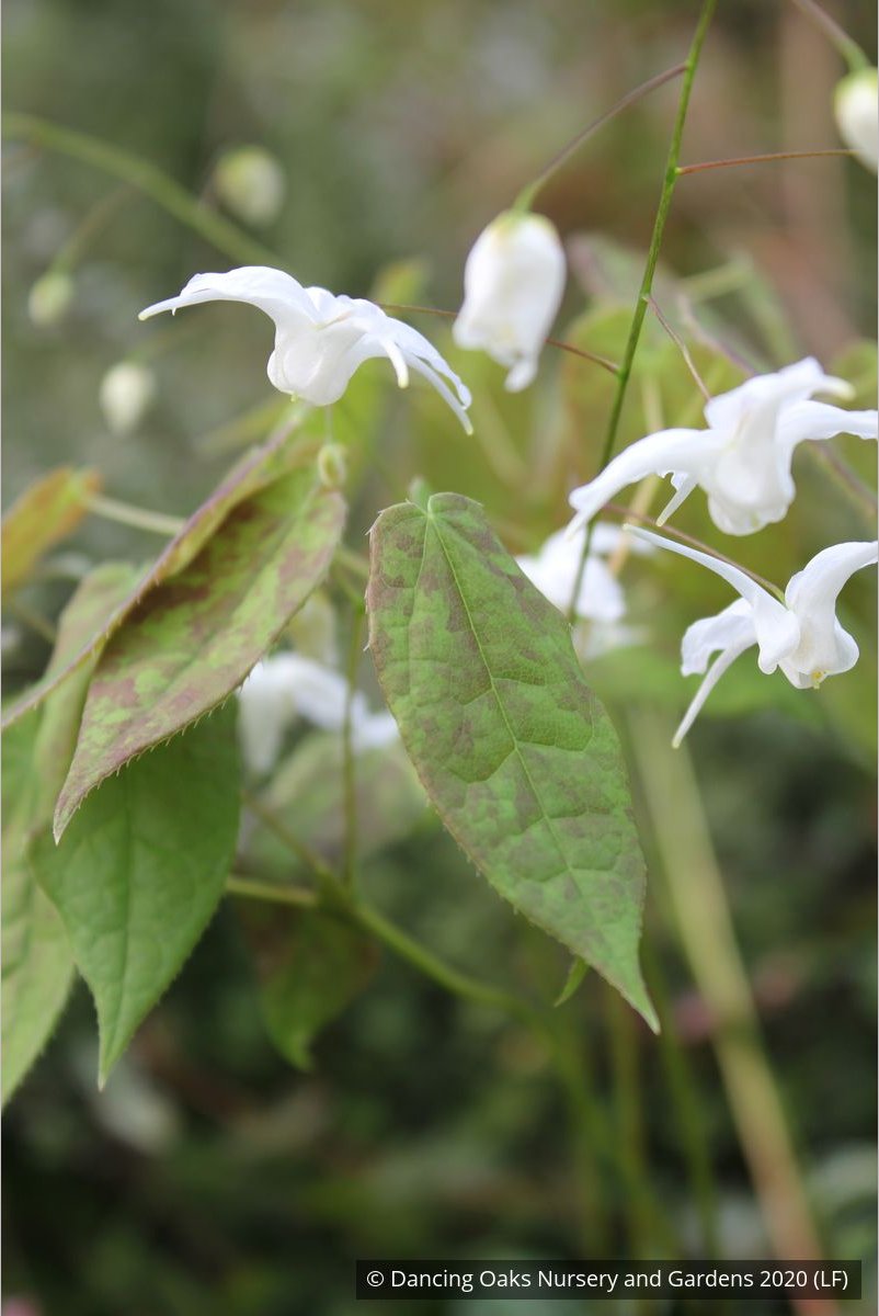 Perennials ~ Epimedium ogisui, Ogisu's Fairy Wings ~ Dancing Oaks Nursery and Gardens ~ Retail Nursery ~ Mail Order Nursery