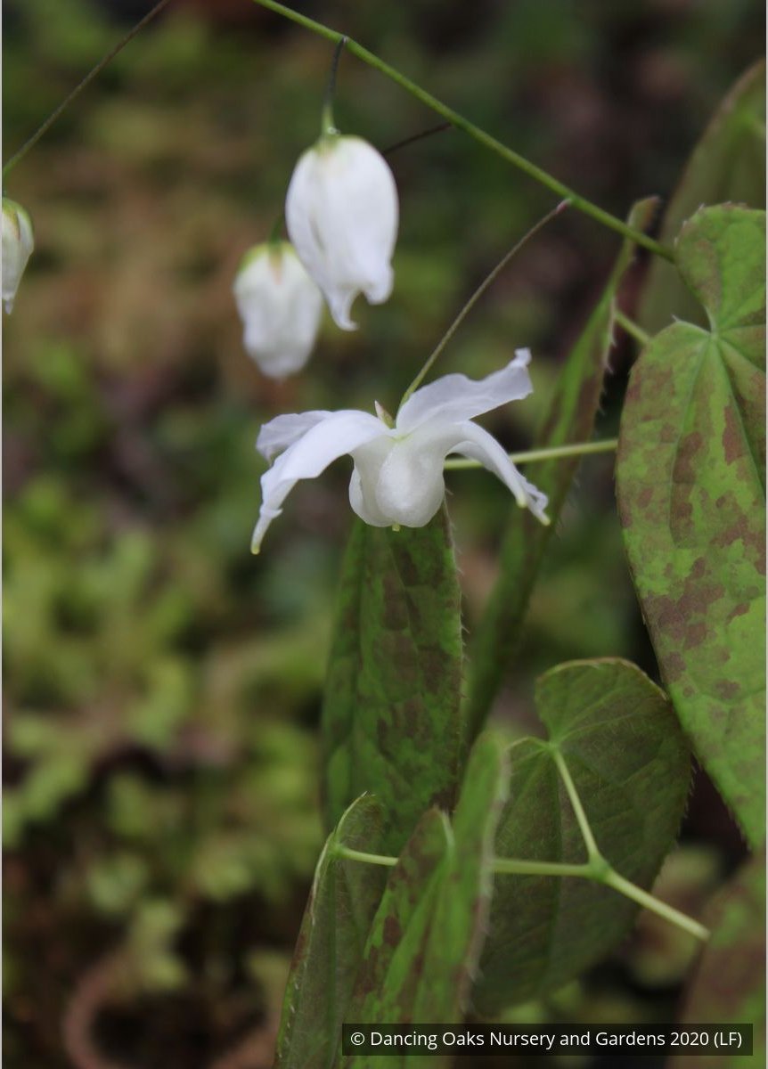 Perennials ~ Epimedium ogisui, Ogisu's Fairy Wings ~ Dancing Oaks Nursery and Gardens ~ Retail Nursery ~ Mail Order Nursery