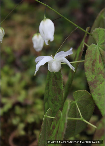 Perennials ~ Epimedium ogisui, Ogisu's Fairy Wings ~ Dancing Oaks Nursery and Gardens ~ Retail Nursery ~ Mail Order Nursery