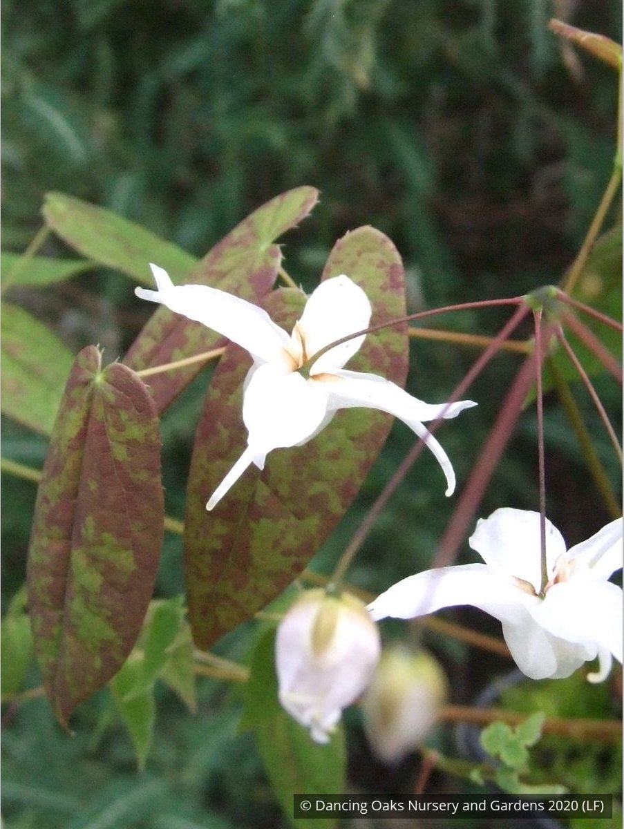 Perennials ~ Epimedium ogisui, Ogisu's Fairy Wings ~ Dancing Oaks Nursery and Gardens ~ Retail Nursery ~ Mail Order Nursery