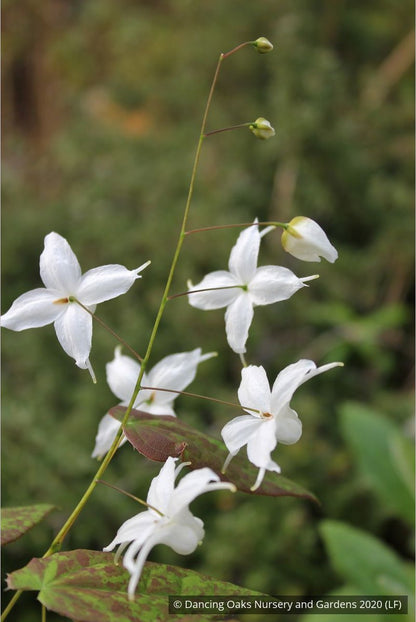 Perennials ~ Epimedium ogisui, Ogisu's Fairy Wings ~ Dancing Oaks Nursery and Gardens ~ Retail Nursery ~ Mail Order Nursery