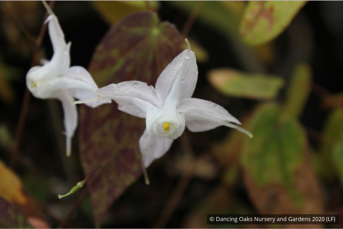 Perennials ~ Epimedium ogisui, Ogisu's Fairy Wings ~ Dancing Oaks Nursery and Gardens ~ Retail Nursery ~ Mail Order Nursery