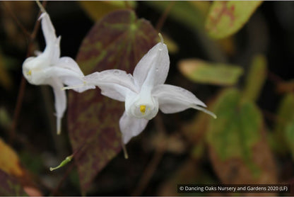 Perennials ~ Epimedium ogisui, Ogisu's Fairy Wings ~ Dancing Oaks Nursery and Gardens ~ Retail Nursery ~ Mail Order Nursery