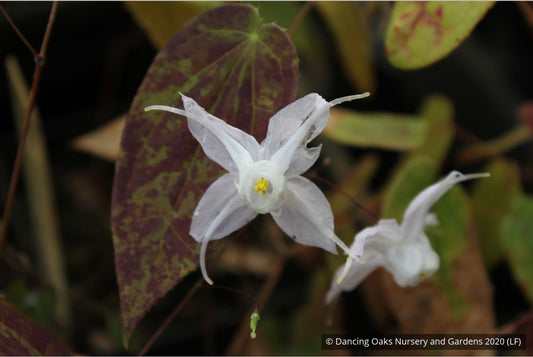Perennials ~ Epimedium ogisui, Ogisu's Fairy Wings ~ Dancing Oaks Nursery and Gardens ~ Retail Nursery ~ Mail Order Nursery