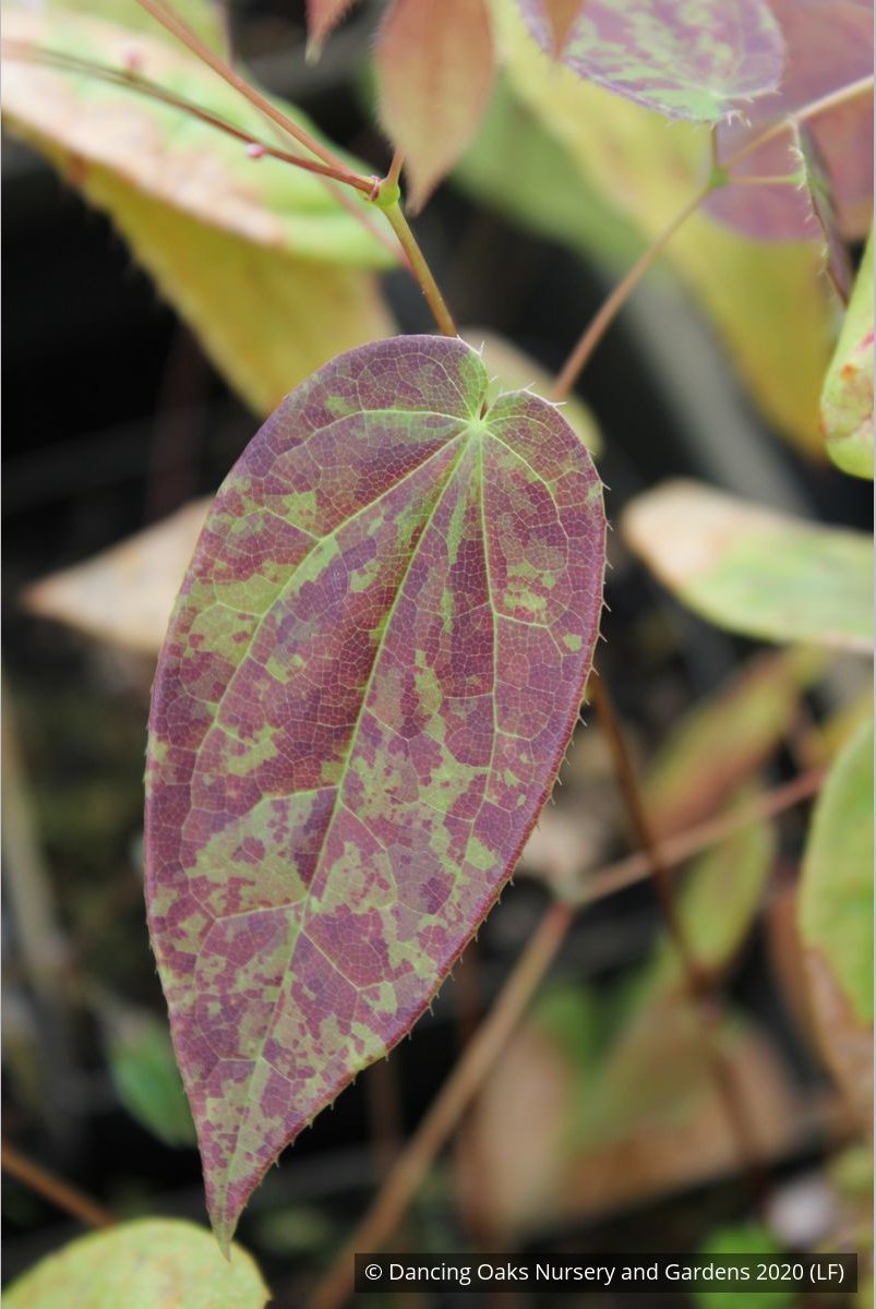 Perennials ~ Epimedium ogisui, Ogisu's Fairy Wings ~ Dancing Oaks Nursery and Gardens ~ Retail Nursery ~ Mail Order Nursery